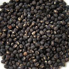 Urad